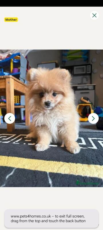 4 month old female pomeranian