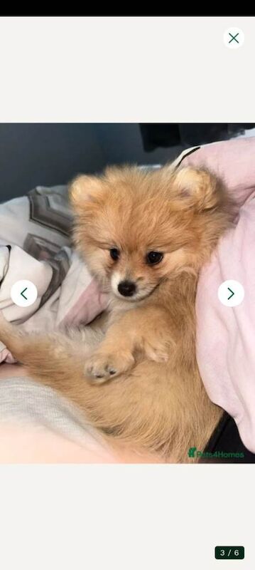 4 month old female pomeranian - Image 2 of 5