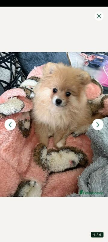 4 month old female pomeranian - Image 3 of 5