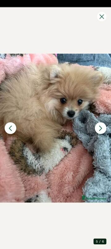 4 month old female pomeranian - Image 4 of 5