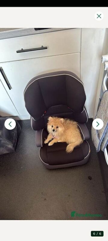 4 month old female pomeranian - Image 5 of 5