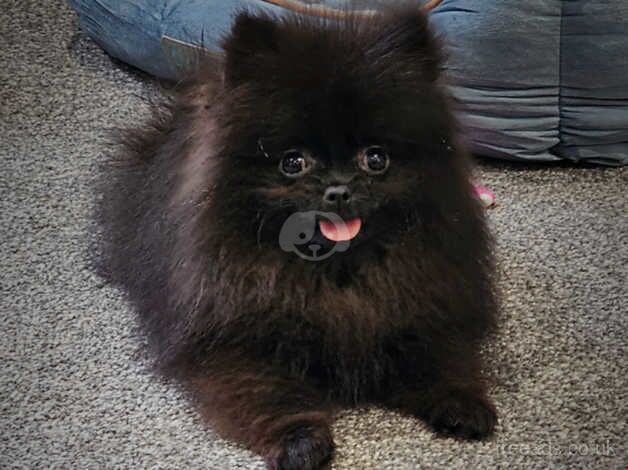 Pomeranian puppies for sale in Walsall, West Midlands – KC registered, 1 year old - Image 3 of 5