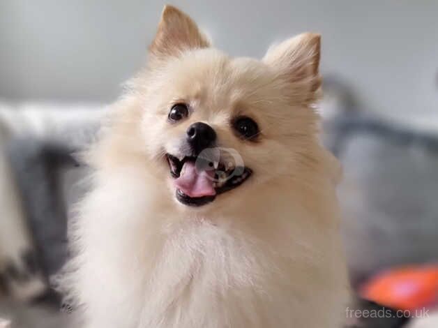 Pomeranian puppies for sale in Walsall, West Midlands – KC registered, 1 year old - Image 5 of 5