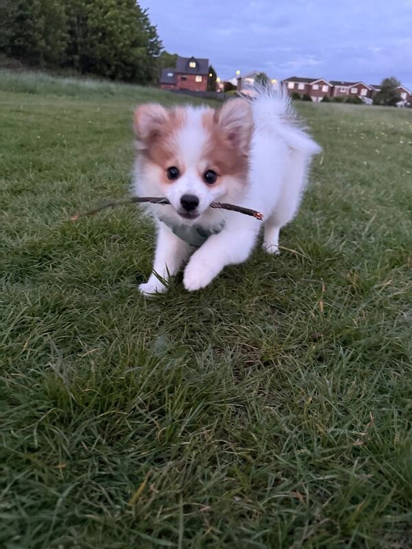 Pomeranian Puppies For Sale