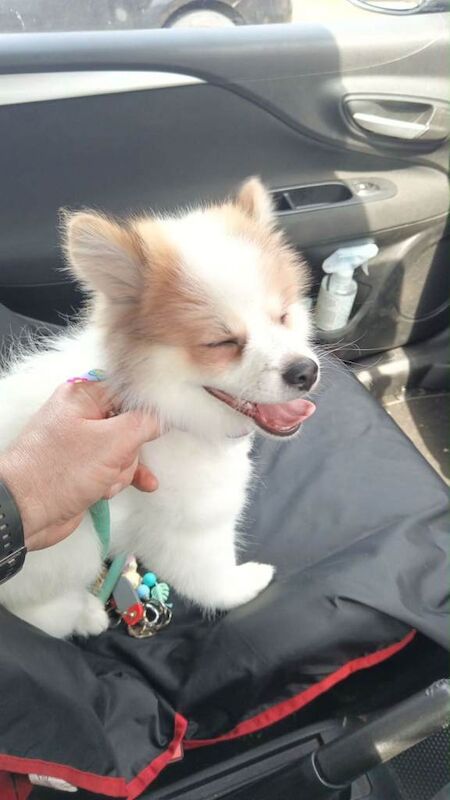4 month Pomeranian - Image 2 of 3