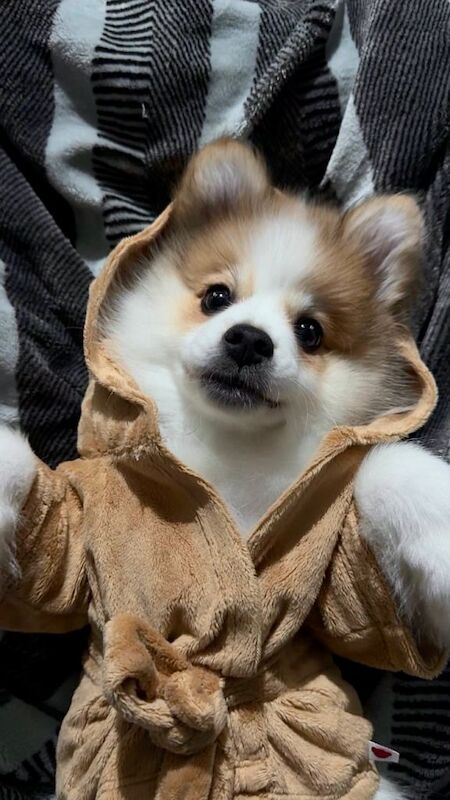 4 month Pomeranian - Image 3 of 3