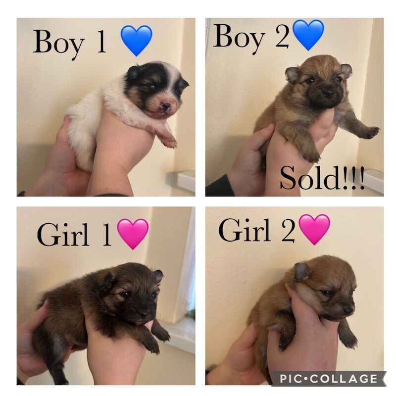 4 stunning Pomeranian puppies for sale in Swansea / Abertawe, West Glamorgan