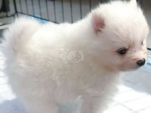 Pomeranian puppies for sale in Dungannon – KC registered, 10 months old - Image 1 of 5