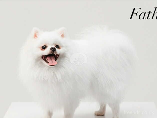 Pomeranian puppies for sale in Dungannon – KC registered, 10 months old - Image 5 of 5