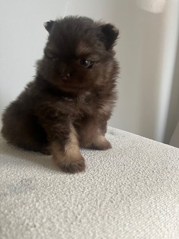 Kennel Club Registered Pomeranian Puppies For Sale