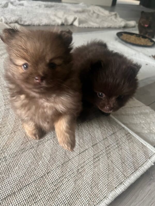 Pomeranian puppies for sale in Earley, Berkshire – KC registered, 10 weeks old - Image 2 of 4