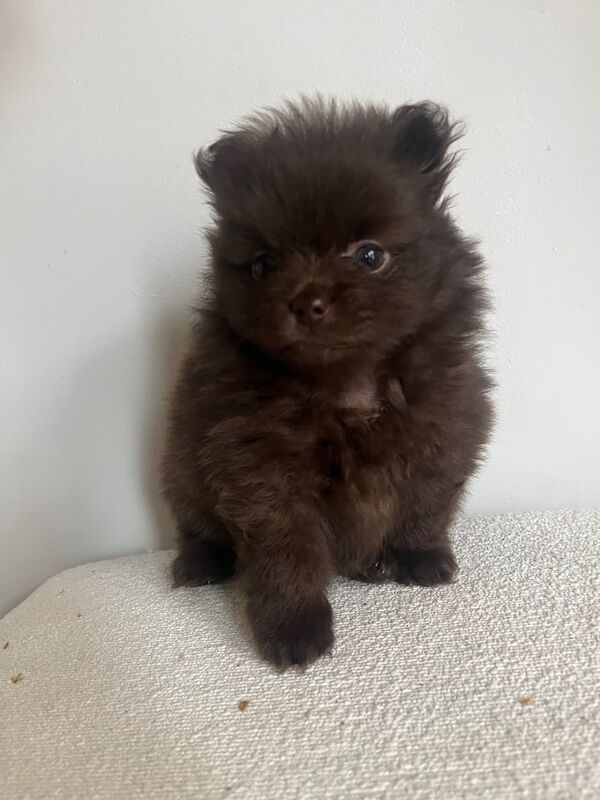 Pomeranian puppies for sale in Earley, Berkshire – KC registered, 10 weeks old - Image 3 of 4
