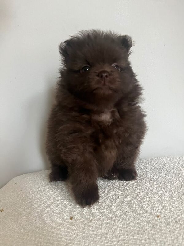 Pomeranian puppies for sale in Earley, Berkshire – KC registered, 10 weeks old - Image 4 of 4