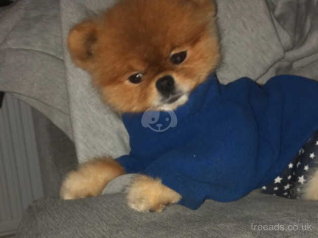 4 year old kc registered pomeranian for sale in Bordon, Hampshire - Image 1