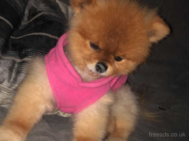 4 year old kc registered pomeranian for sale in Bordon, Hampshire - Image 2