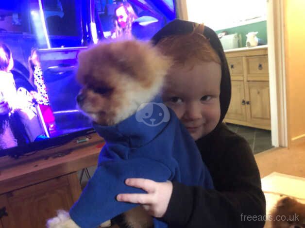 4 year old kc registered pomeranian for sale in Bordon, Hampshire - Image 3