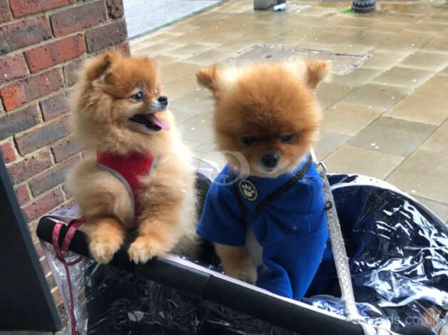 4 year old kc registered pomeranian for sale in Bordon, Hampshire - Image 4