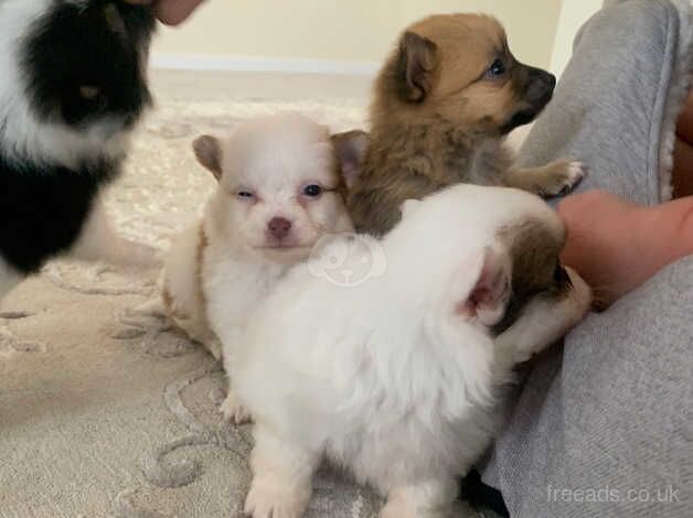 Pomeranian puppies for sale in Widnes, Cheshire – 1 year old - Image 2 of 5