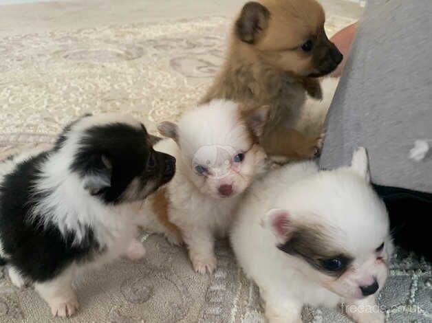 Pomeranian puppies for sale in Widnes, Cheshire – 1 year old - Image 3 of 5