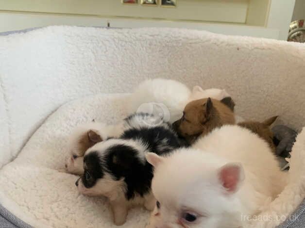 Pomeranian puppies for sale in Widnes, Cheshire – 1 year old - Image 5 of 5