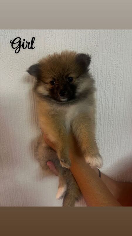 5 Beautiful Pomeranian Puppies Looking for their Forever Home