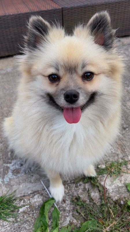 Kennel Club Registered Pomeranian Puppies For Sale