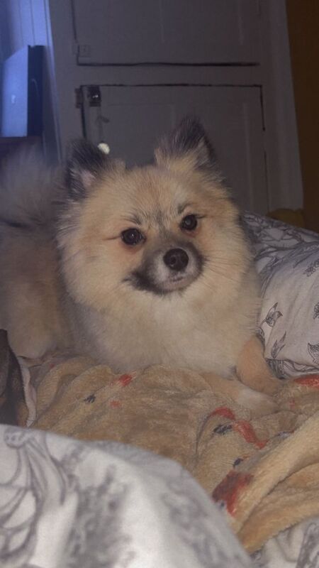 5 Generations Kc reg Female Pomeranian - Image 4 of 5