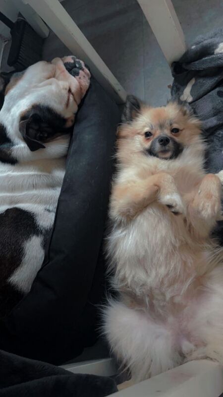 5 Generations Kc reg Female Pomeranian - Image 5 of 5