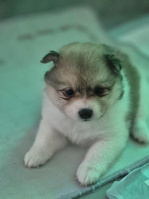 5 gorgeous pomeranian 4 sale