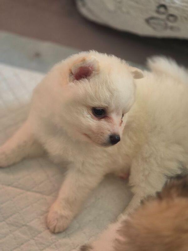 5 gorgeous pomeranian 4 sale - Image 2 of 10