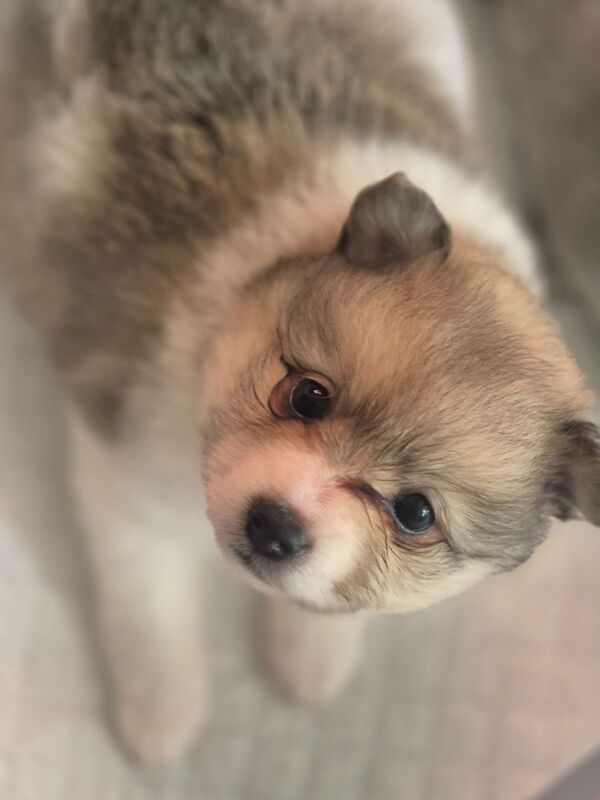 5 gorgeous pomeranian 4 sale - Image 3 of 10