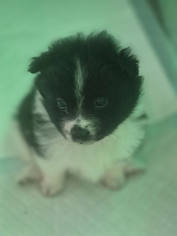 5 gorgeous pomeranian 4 sale - Image 4 of 10