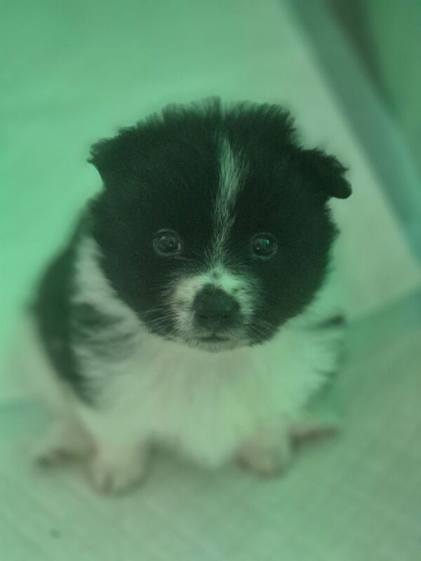 5 gorgeous pomeranian 4 sale - Image 5 of 10