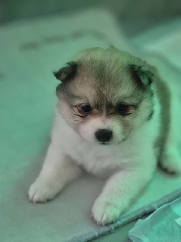 5 gorgeous pomeranian 4 sale - Image 6 of 10