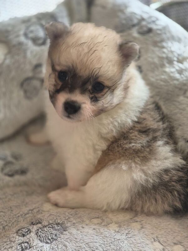 5 gorgeous pomeranian 4 sale - Image 7 of 10