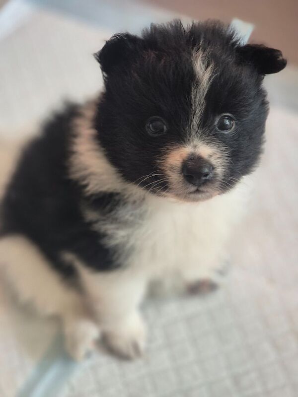 5 gorgeous pomeranian 4 sale - Image 8 of 10