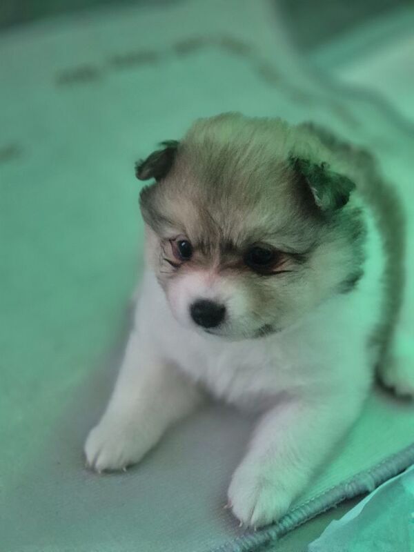 5 gorgeous pomeranian 4 sale - Image 9 of 10