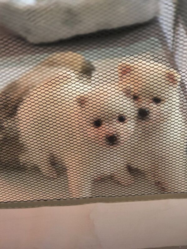 5 gorgeous pomeranian 4 sale - Image 10 of 10
