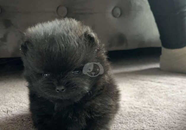 Pomeranian puppies for sale in Cranbrook, Greater London – KC registered, 1 year old - Image 2 of 5