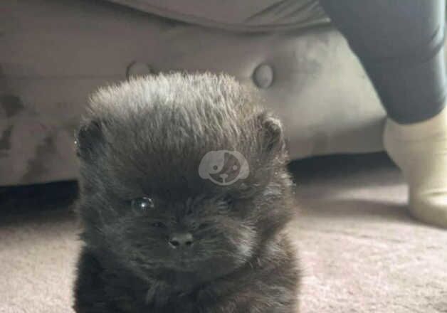 Pomeranian puppies for sale in Cranbrook, Greater London – KC registered, 1 year old - Image 4 of 5