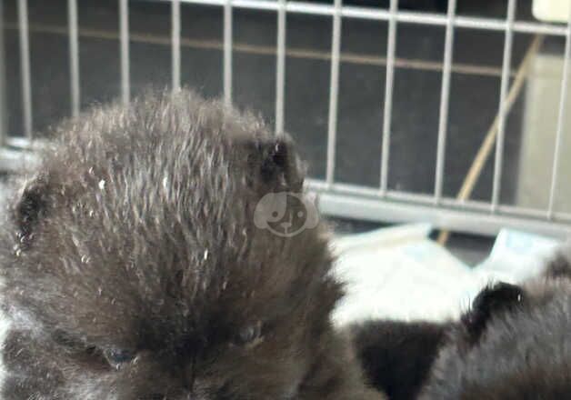 Pomeranian puppies for sale in Cranbrook, Greater London – KC registered, 1 year old - Image 5 of 5