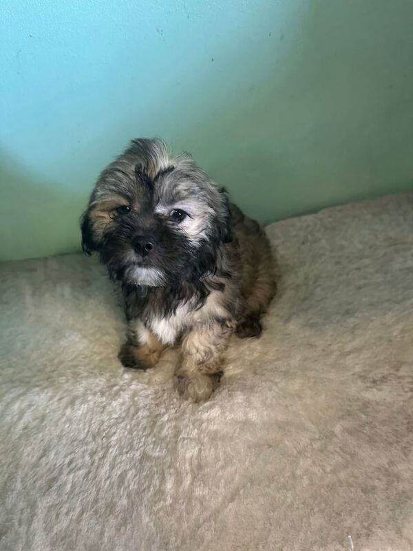 Pomeranian puppies for sale in Wisbech, Cambridgeshire – 1 year old - Image 2 of 3