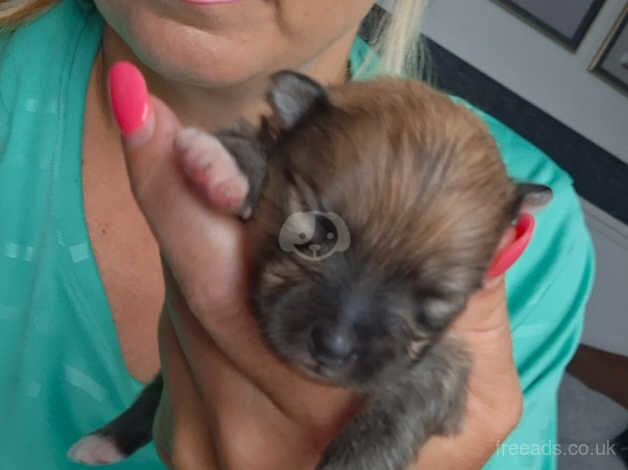 Pomeranian puppies for sale in Alconbury Weston, Cambridgeshire – 9 months old - Image 2 of 5
