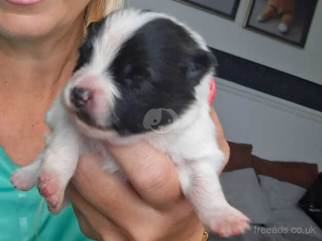 Pomeranian puppies for sale in Alconbury Weston, Cambridgeshire – 9 months old - Image 3 of 5