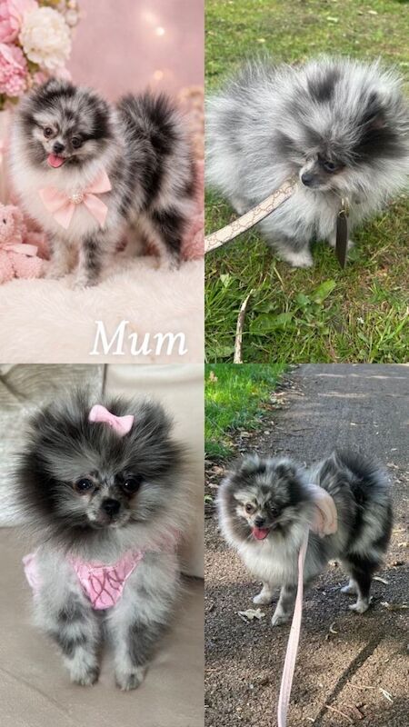 5⭐️ Pomeranian puppies - Image 2 of 3