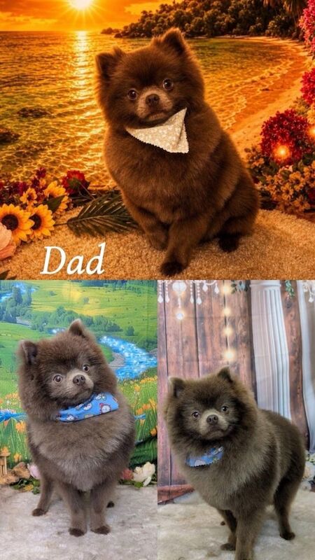 5⭐️ Pomeranian puppies - Image 3 of 3