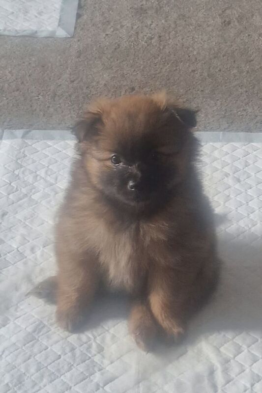 Pomeranian puppies for sale in Islington, Greater London – 5 weeks old