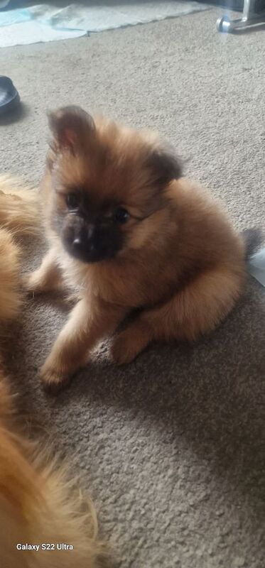 Pomeranian puppies for sale in Islington, Greater London – 5 weeks old - Image 2 of 3