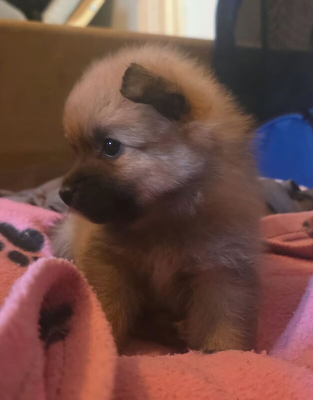Pomeranian puppies for sale in Islington, Greater London – 5 weeks old - Image 3 of 3