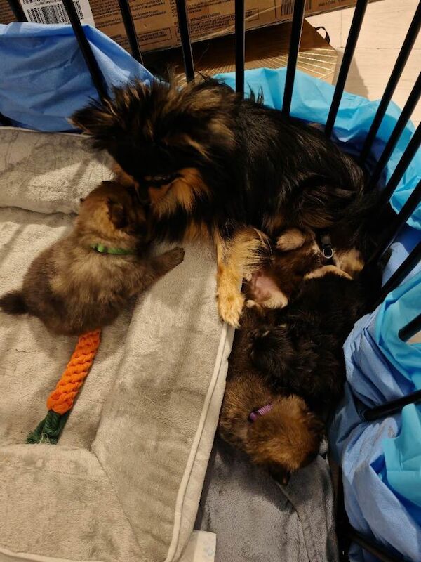 Pomeranian puppies for sale in South Shields, Tyne And Wear – 5 weeks old